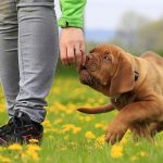 The Benefits of Dog Daycare for Your Dog’s Social Skills and Well-being