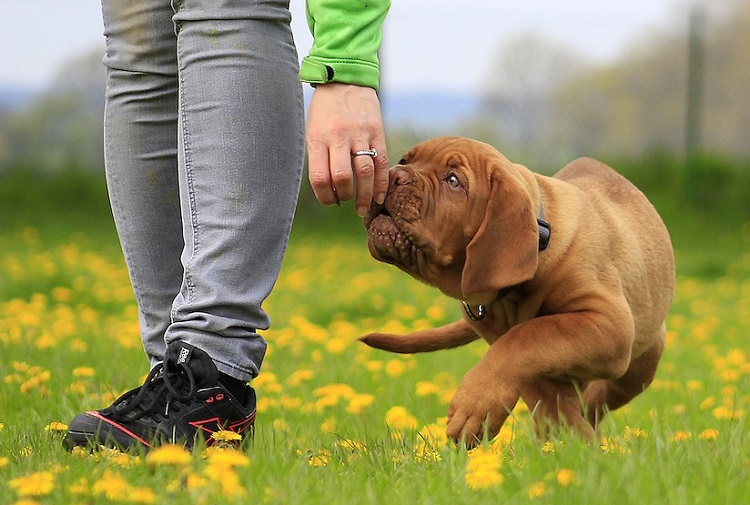 The Benefits of Dog Daycare for Your Dog’s Social Skills and Well-being